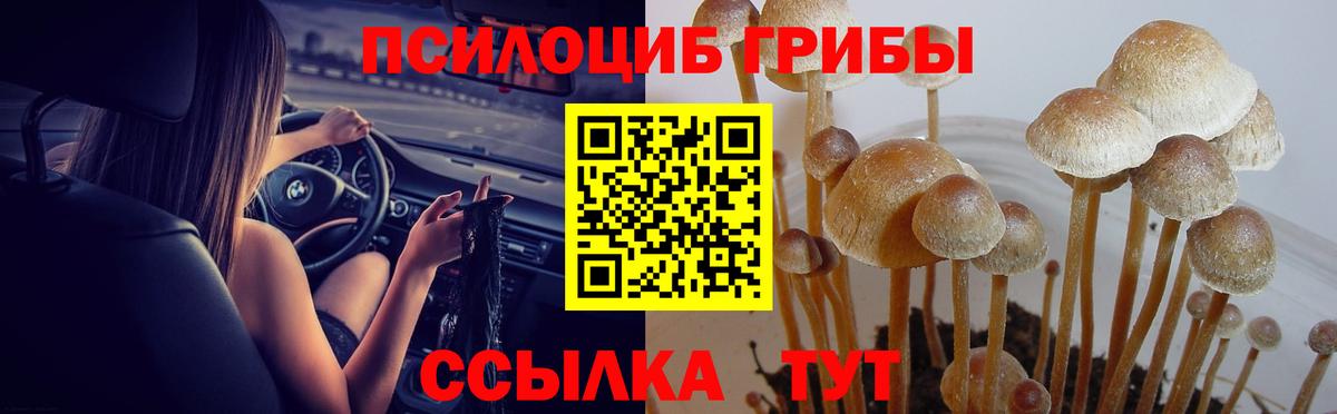 продажа наркотиков  Псилоцибиновые грибы MAGIC MUSHROOMS  Вход с VPN  Избербаш 